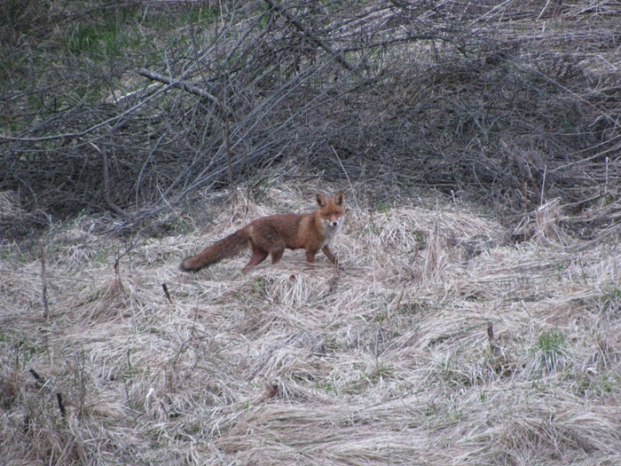 thumb pujskovadezela3